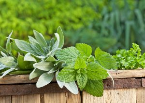melissa-lemon-balm