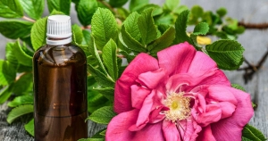 Lemon Balm Oil