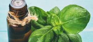 Basil Oil Benefits