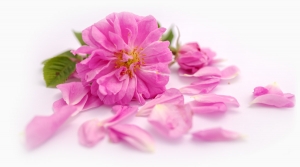 Bulgarian Rose
