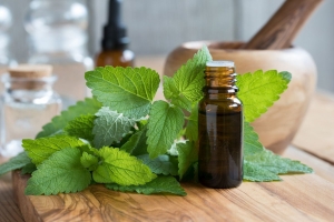 Melissa essential oil